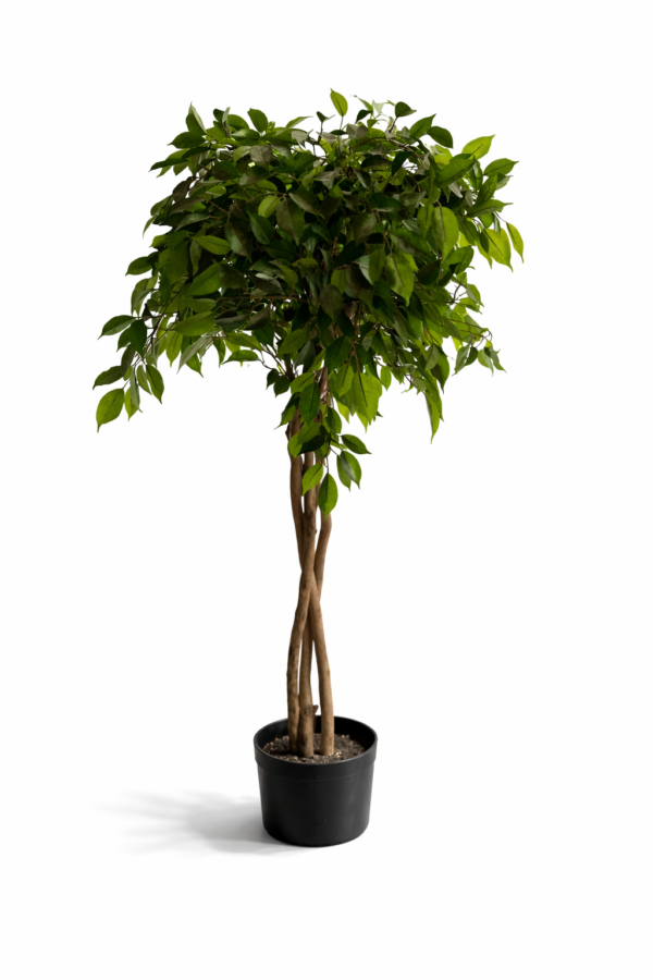 Ficus Benjamina