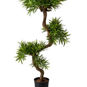 Podocarpus