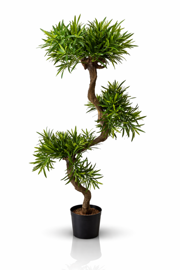 Podocarpus