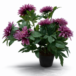 Chrysantemum
