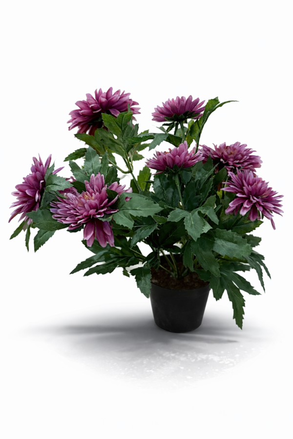 Chrysantemum