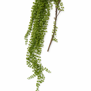 Husfred grein