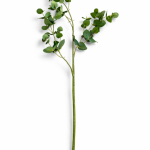 Eucalyptus grein