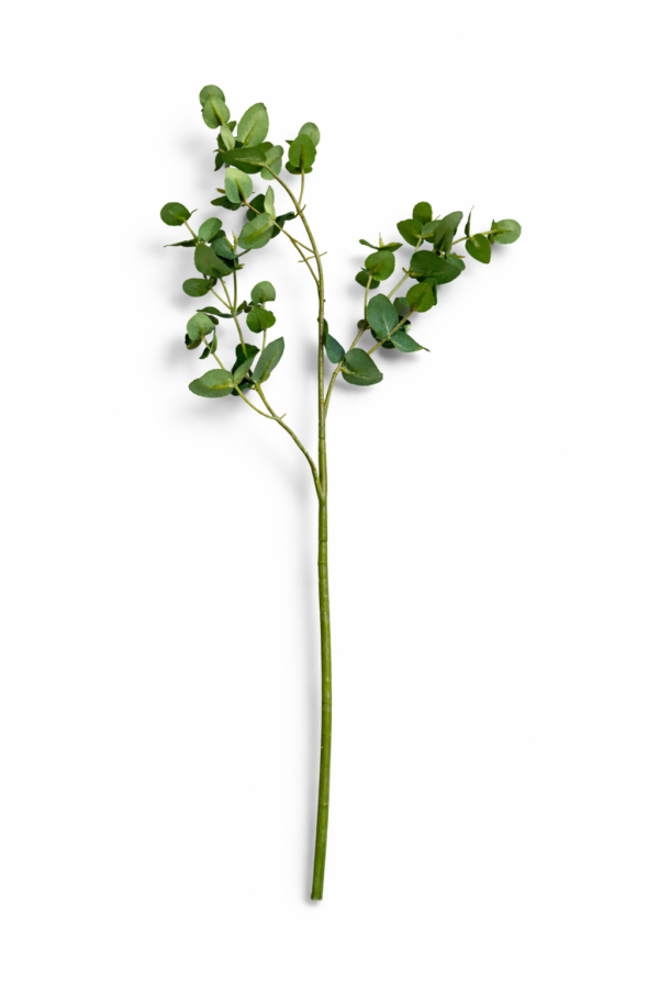 Eucalyptus grein