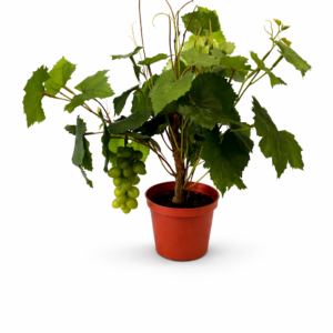 Drueplante