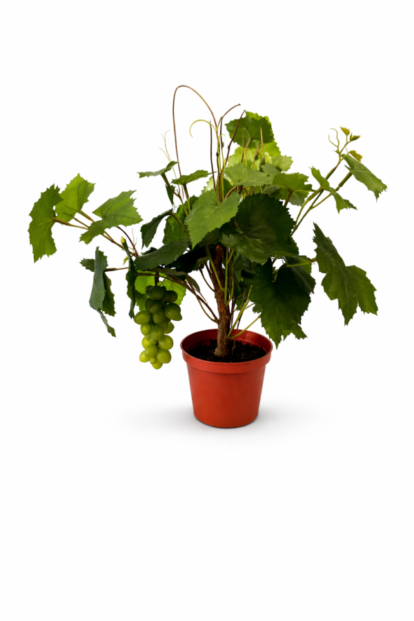 Drueplante