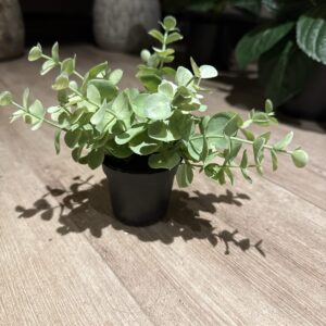 Eucalyptus