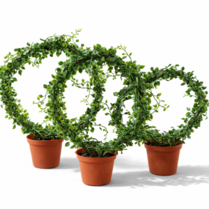 Peperomia