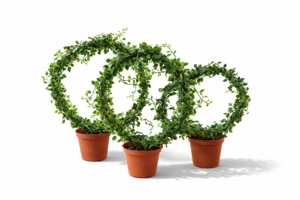 Peperomia