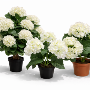 Hortensia