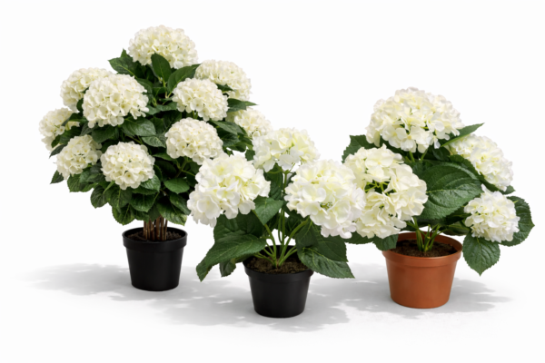 Hortensia