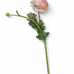 Ranukkel