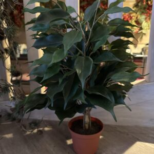 Ficus