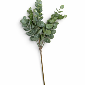 Eucalyptus grein