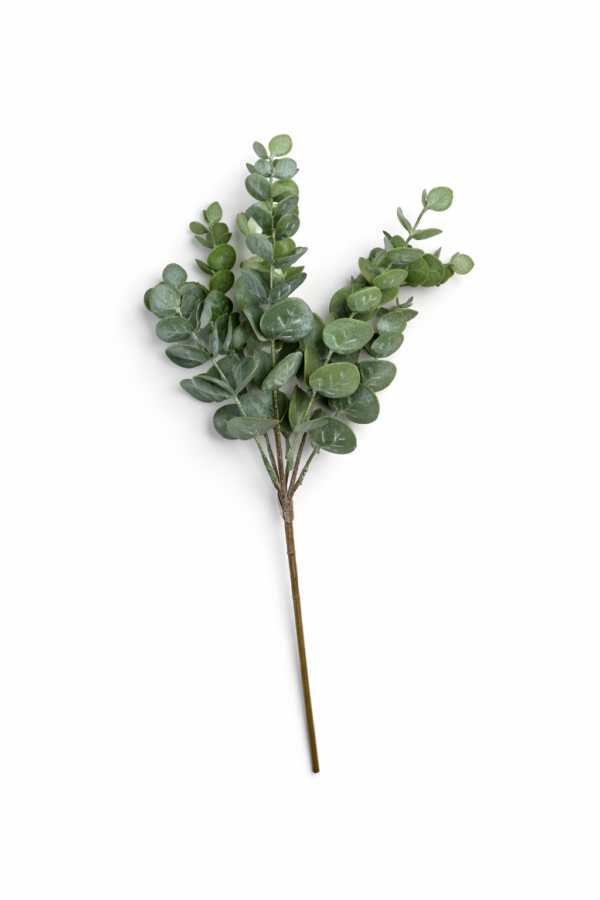 Eucalyptus grein