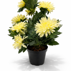 Chrysantemum