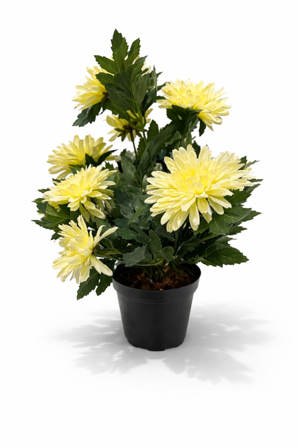 Chrysantemum