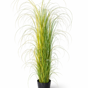 Strå