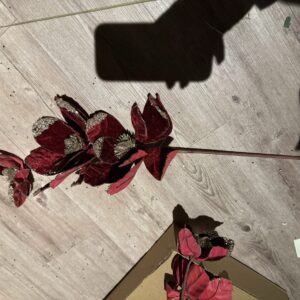 Magnolia grein
