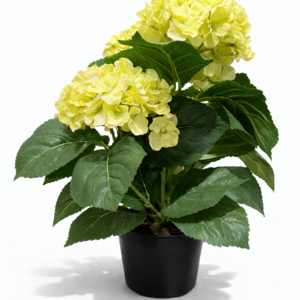 Hortensia