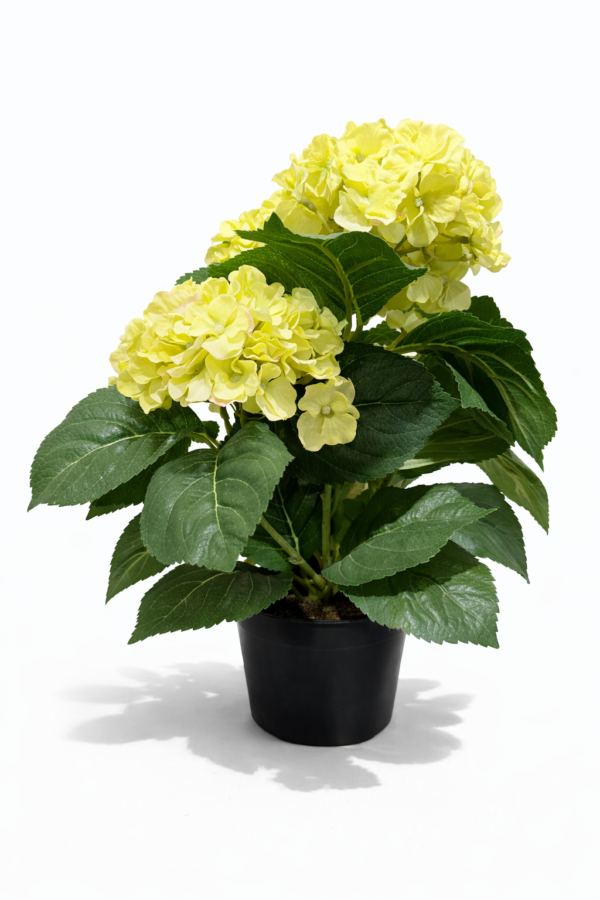 Hortensia