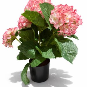 Hortensia