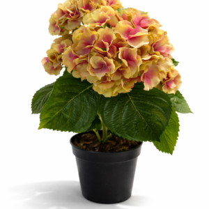 Hortensia