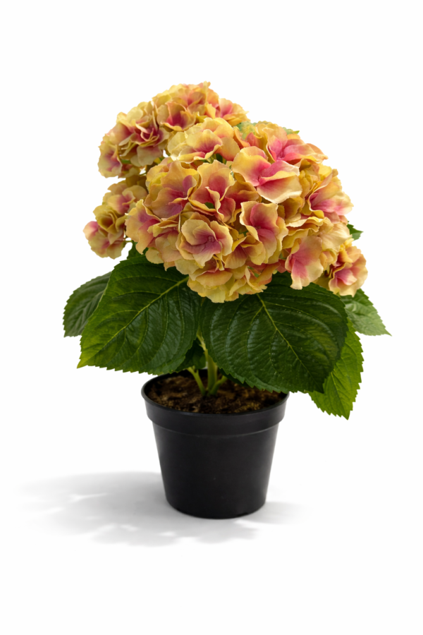 Hortensia
