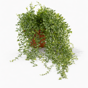 Henge peperomia