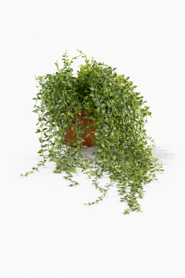 Henge peperomia