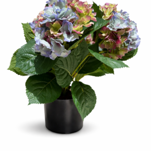Hortensia