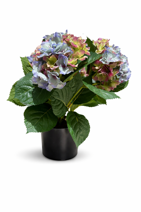 Hortensia