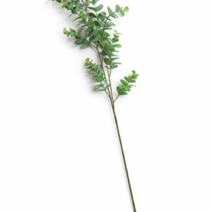 Eucalyptus