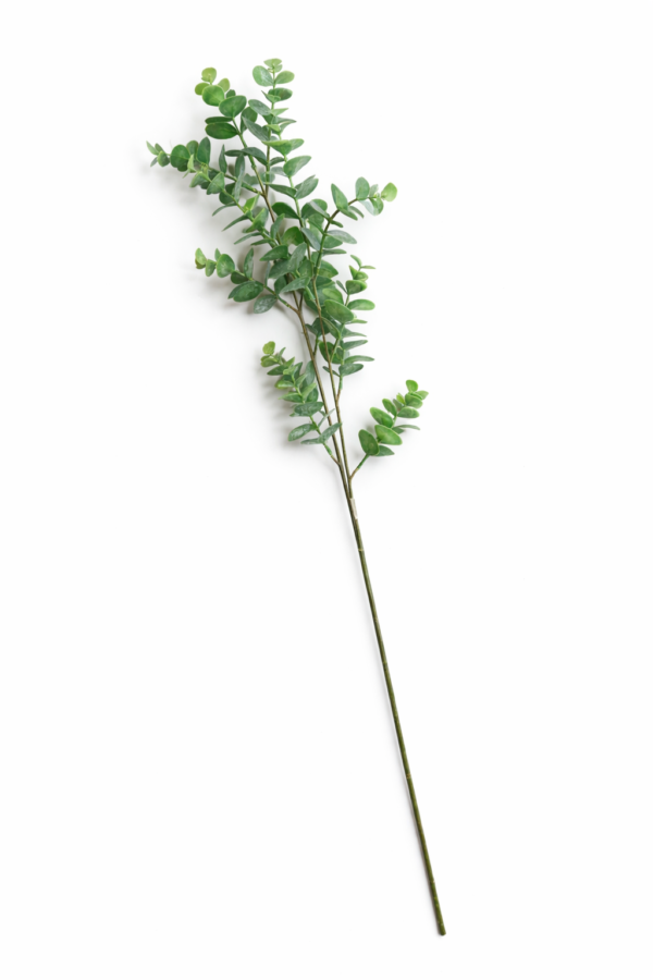 Eucalyptus