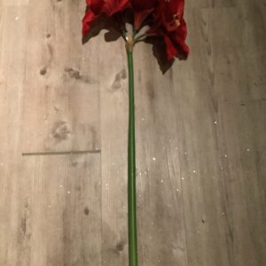 Amaryllis
