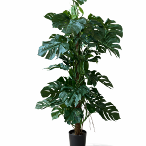 Philodendron