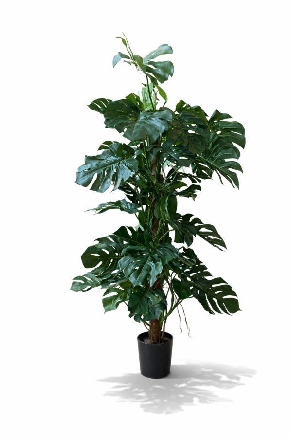 Philodendron