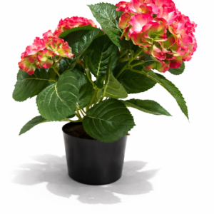Hortensia