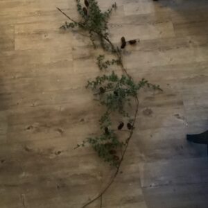 Girlander med kongler