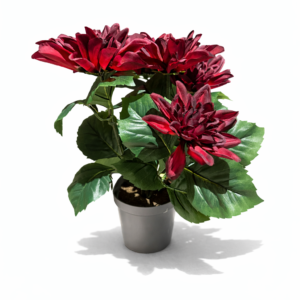 Dahlia