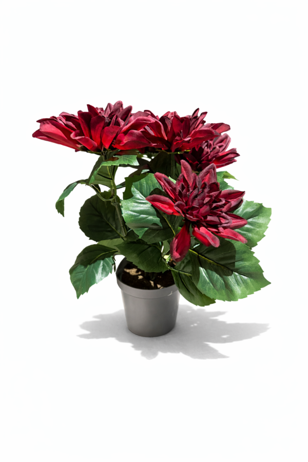 Dahlia