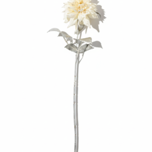 Dahlia